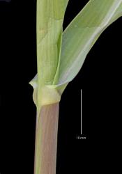 Image: K.A. Ford © Landcare Research 2015 